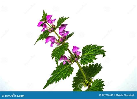 Medicinal Herb Purple Dead-nettle Lamium Purpureum Isolated on White ...