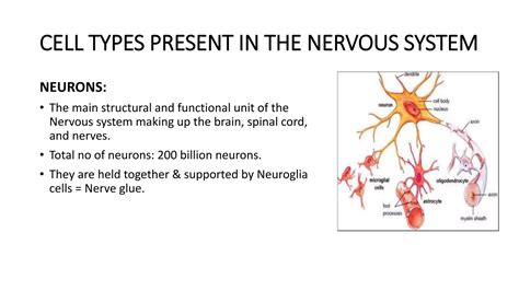 iNTRODUCTION TO PHYSIOLOGY OF NERVOUS SYSTEM.ppt