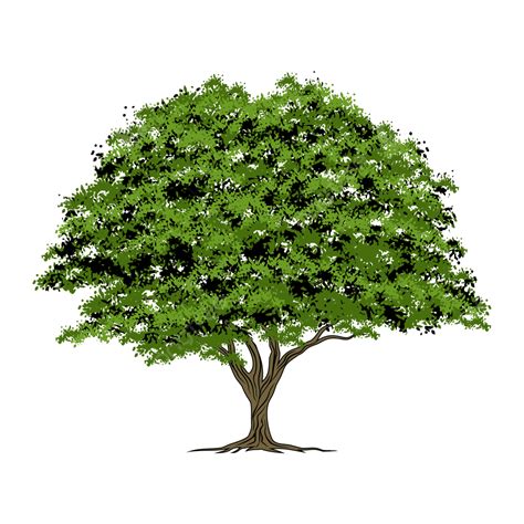 How to Shape Oak Tree 的图像结果