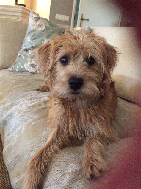 28 cairn terrier mix breeds – the popular and adorable hybrid dogs ...