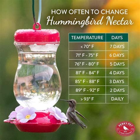 How often to change hummingbird nectar in 2025 | Hummingbird nectar ...