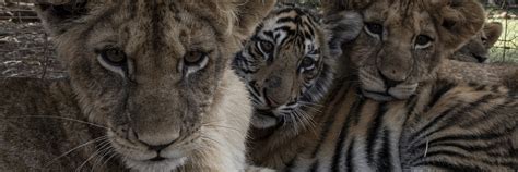 Breaking the Vicious Cycle of the Big Cat Industry in South Africa ...