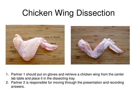 PPT - Chicken Wing Dissection: Understanding Muscles and Tendons ...