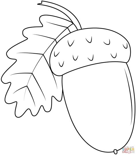 Acorn coloring page | Free Printable Coloring Pages