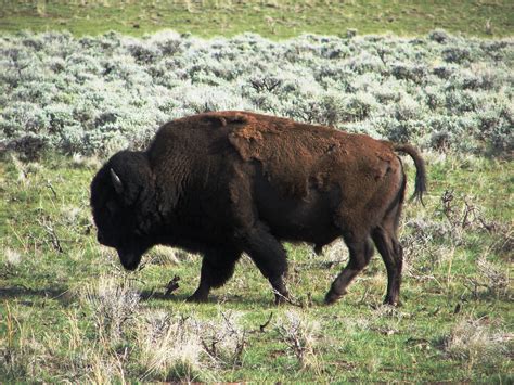 Buffalo in Buffalo Bill State Park, Wyoming | State parks, Wyoming ...