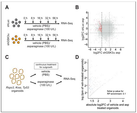 GSK3α Regulates Temporally Dynamic Changes in Ribosomal Proteins upon ...