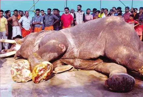 Kerala elephant deaths amid temple festival rush leads to stricter ...