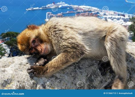 Barbary Ape, Gibraltar. stock image. Image of western - 51366713