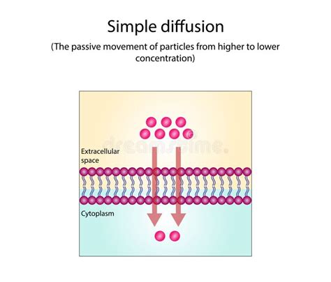 Image result for Simple Diffusion Cell Membrane
