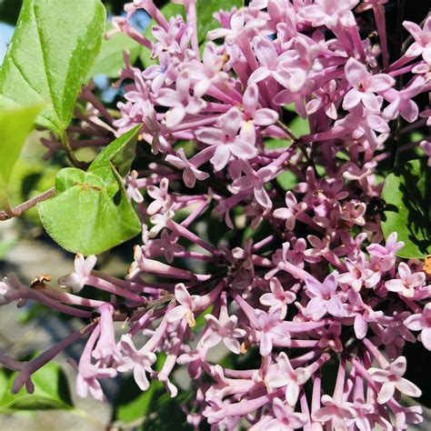 Palibin Dwarf Korean Lilac – Southern Idaho Landscape Center