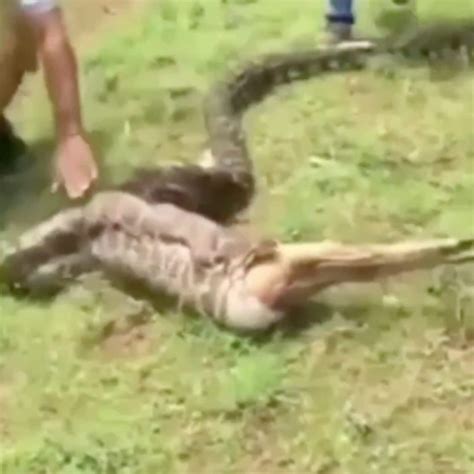 Image result for Large Python Eating a Deer