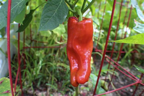 What Are Cubanelle Peppers?