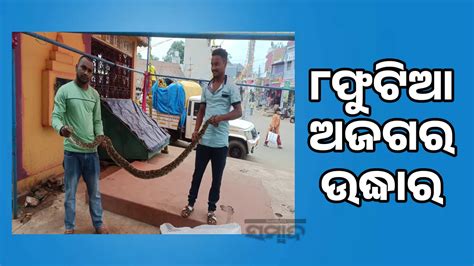 ୮ଫୁଟିଆ ଅଜଗରକୁ ଉଦ୍ଧାର କରି ଜଙ୍ଗଲରେ ଛାଡିଲେ ସ୍ନେକ ହେଲ୍ପ ଲାଇନ ସଦସ୍ୟ