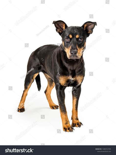 What Is A Doberman Mixed With