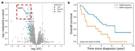 CT Image-Based Biopsy to Aid Prediction of HOPX Expression Status and ...