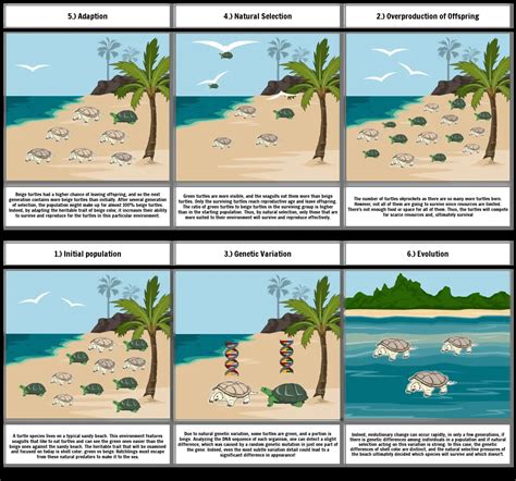 Natural selection Storyboard de cjtaylor0920