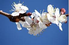 dei fiori battesimo inviti battesimo fai da te immagini da stare dei fiori battesimo inviti battesimo fai da te immagini da stare