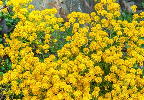 Yellow Deer Resistant Perennials 30 Deer Resistant Perennials | Garden