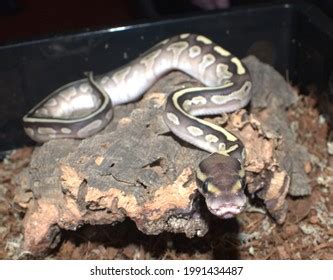 Image result for Royal Python Snake