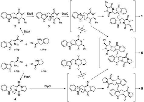Evaluation of Biosynthetic Pathway and Engineered Biosynthesis of Alkaloids