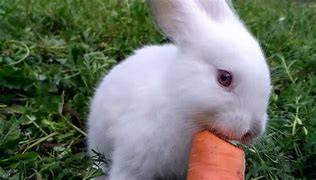 Image result for Rabbit Eating Carrot