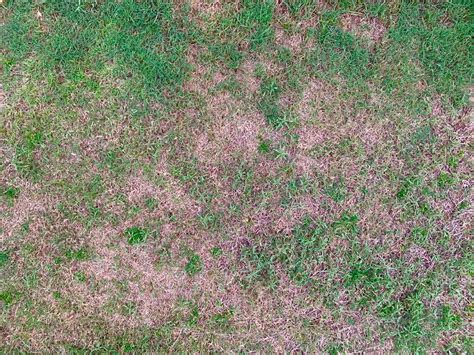 How To Fix Dead Grass Patches In Lawn | Sprinkler Warehouse