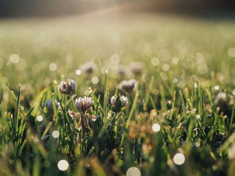 Free Images : water, nature, dew, field, lawn, meadow, sunlight, leaf ...