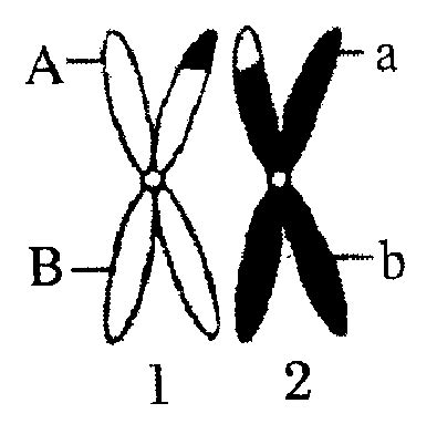 等位基因不同的实质等位基因不平衡2022已更新今日动态