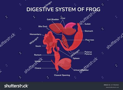 Digestive System Frog Vector Illustration Stock Vector (Royalty Free ...
