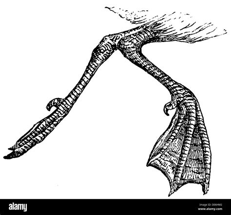 How To Draw Webbed Duck Feet