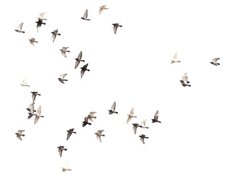 Birds flying png Images - Free Download on Freepik
