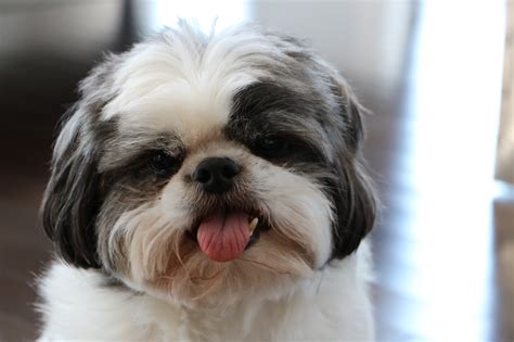 Free Images : white, puppy, cute, grey, vertebrate, tongue, dog breed ...