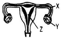 The diagram shows a section through the female reproductive system ...