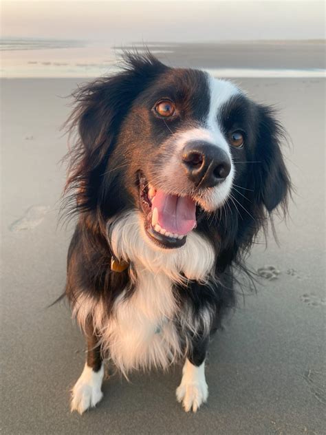 Oceanside Veterinary Hospital Gallery | Vet In Seaview, WA 98644