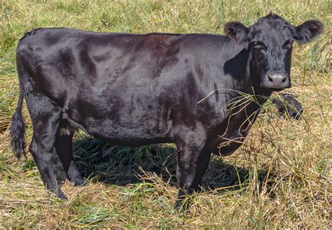 Black Angus Cattle