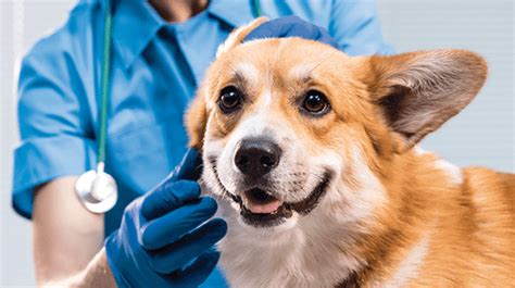 Image result for Vet Tutorial