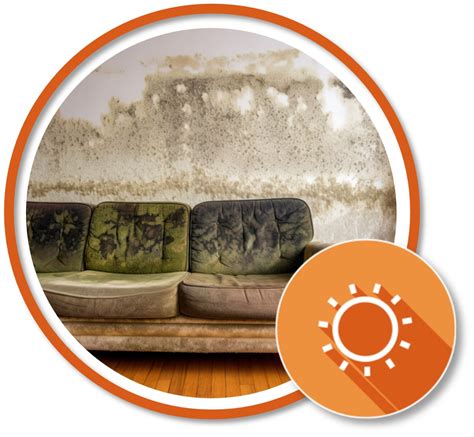 Mold v. Mildew: What's the Difference? - CAI Keystone