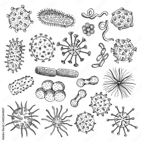 Image result for Bacteria Simple Drawing