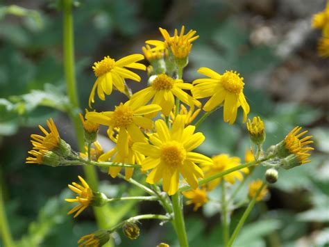Ragwort wildflower Pennsylvania | Native garden, Wild flowers, Native ...
