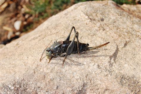 Mormon Crickets 的图像结果