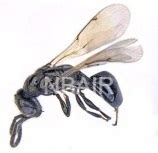 Pteromalidae