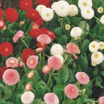 Buy Daisy Double Mix seeds online | Organic, High germination – Native ...