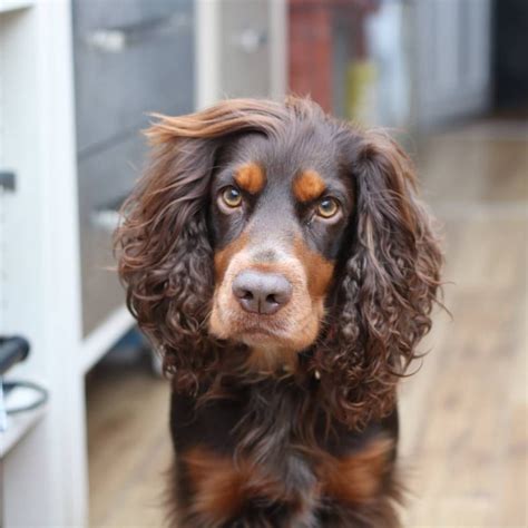 Discover 64 Chocolate cocker spaniel and spaniel ideas | cocker spaniel ...