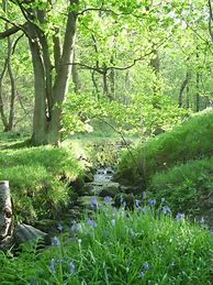 Image result for Bunnies in Spring Time