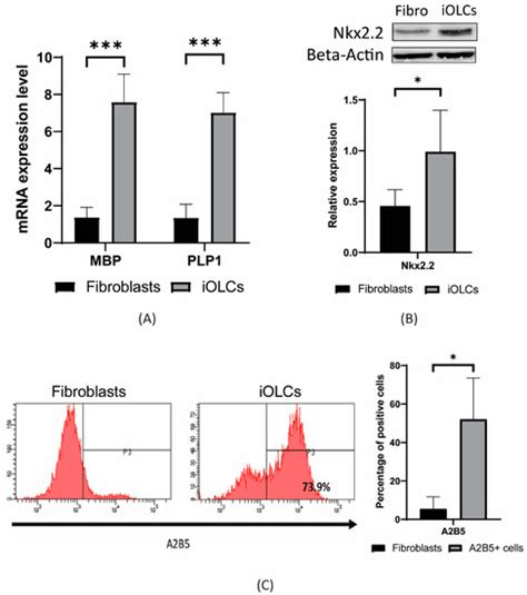 Development of a Chemical Cocktail That Rescues Mouse Brain ...