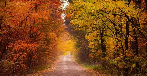 The Science Behind: Why Do Leaves Change Colour in Fall? Check Here!