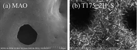 Nano/Micro Hierarchical Bioceramic Coatings for Bone Implant Surface ...