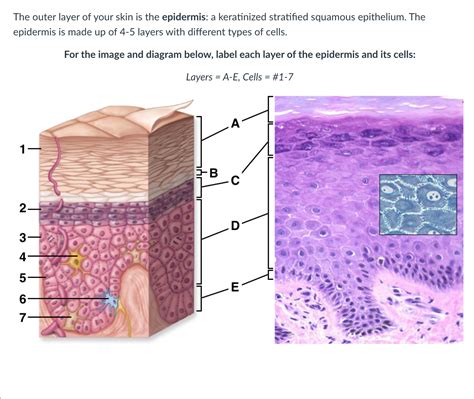 Keratinised Stratified Epithelium