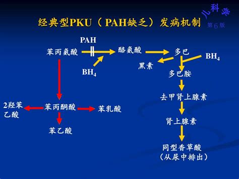 苯丙氨酸代谢途径苯丙氨酸代谢途径图2022已更新今日推荐