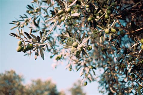 How long do olive trees take to grow? - Olive Grove Oundle